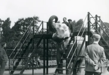 Syed Ali entrenando a Indiarani, mientras otros empleados y cuidadores observan, Zoológico de Londres, junio de 1922